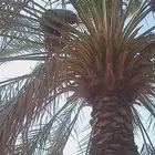 الاحساء العيون