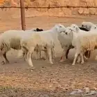 بهم طيب. عماره. على. 8 شهور. وطيب. الموقع تمير