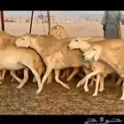 غنم حريات خلفات جبرة