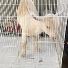تيس قزمي عمر ثلاث شهور