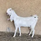 عنز صنف برصاء جرم فاخر سدس دافع