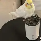 بغغاء كروان ذكر صحته كويسا متكلم