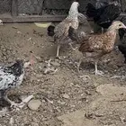 صيصان