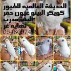 فروخ ببغاء كويكر. كنيور.. كروان...روز للهدد