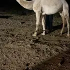 بعير اوضح منتج