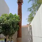 نخل واشنطي زينه امريكي ابو مروحه تكريب واشنطني وعربي