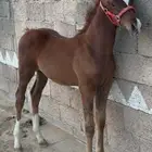 مهر شعبي شيخ