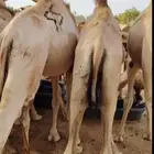حشو مفاريد السعر 2850