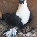 أجواز لبناني منتجين