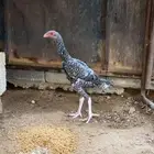 زوج عمر 5 شهور