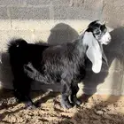 تيس عارضي طيب