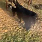 عنز