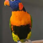 ببغاء لوري متكلم يملي العين ما شاءالله