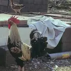 ديك بلدي تلقيح اذان