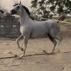 حصان واهو تم البيع
