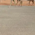 للبع وضحاء ثنية بكر لقحة كفووو