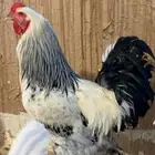 دجاج وديك براهما كولمبي