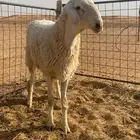 للبيع طلي حري جذع