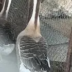 للبيع ذكور وز عراقي اصل