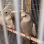 كروان هولندي للبيع