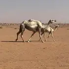 ضروبه وضحاء عشراء ذمه ما تحتها شي 5000 على جميع الشروط