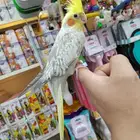 كروانات أليفه مدربه