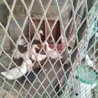 بط بكيني للبيع