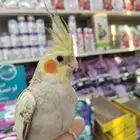 فروخ كروان وروز مفطومه واليفه