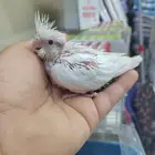 فروخ كروان البينو وبايد للهدد
