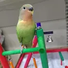 ببغاء روز كروان اليف