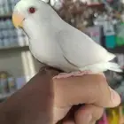 ببغاء روز البينو صافي عيون حمر نهايه غر للهدد