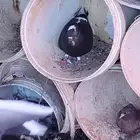 حمام مشكله فيه مصري قطيفي حمام كناق