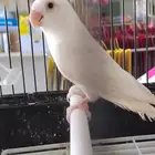 ذكور روز البينو صافي عيون حمر محلله بشهاده