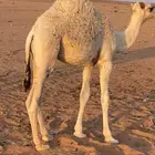 قعدان للبيع