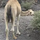 ناقه طيبه لقحه تم البيع