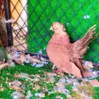 حمام كرنقو ذكر