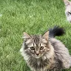 قططط