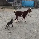 معزا حصيب