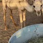 للبيع بكار ثنتين