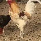 ديك بلدي