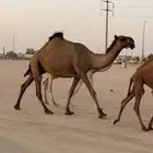 للبيع الخفوت الصفرا