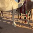 ذود فوق البدواه كفو