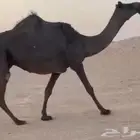 مجهم لقحه طيبه جدا وسليمه العذاريب