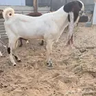 فحل هولندي من النوادر