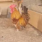 دجاج سيرما