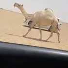 للبيع الضروبه الكفو مشروطه من جميع العيوب