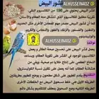 التحديق قواقع ادخل ونقي