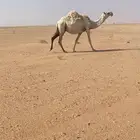 للبيع عشراء كفووو