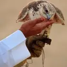 عقود ايجار سكني وتجاري
