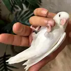 ببغاء روز قمة فالولافه البينو عيون حمراء تم البيع